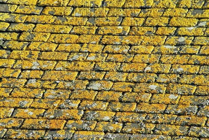 yellow lichen on roof
